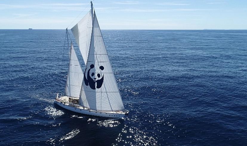 Blue Panda Türkiye'ye yelken açtı
