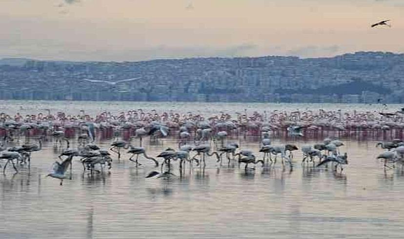 Çiğli'nin pembe misafirleri Los Angeles'ten ödülle dönüyor