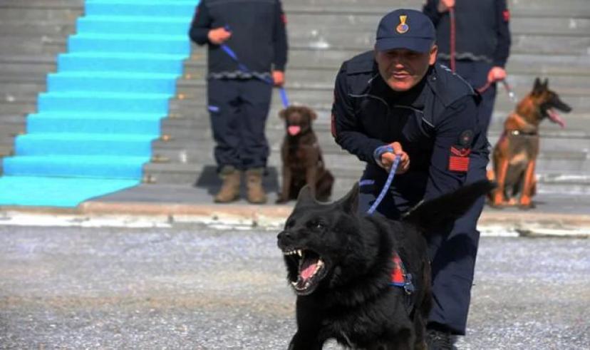 Muş’da Özel Eğitimli Dedektör Köpekler Operasyonlarda Jandarmaya Güç Katıyor