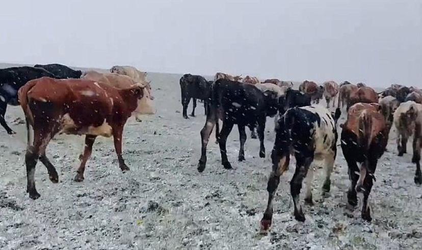 Ardahan’da Mayıs ayında kar ve dolu etkili oldu