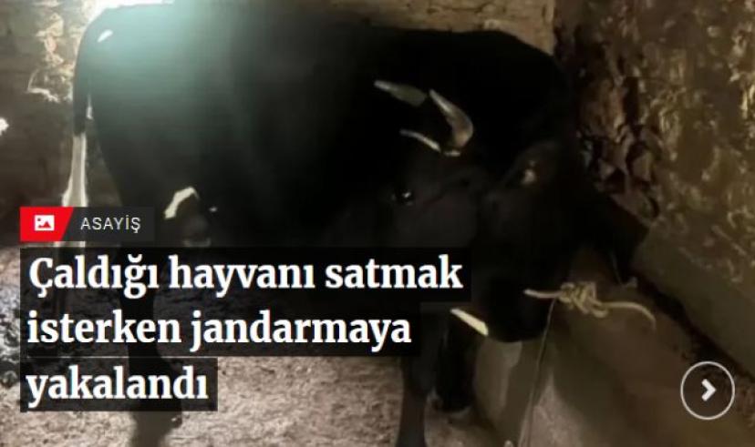 Çaldığı hayvanı satmak isterken jandarmaya yakalandı
