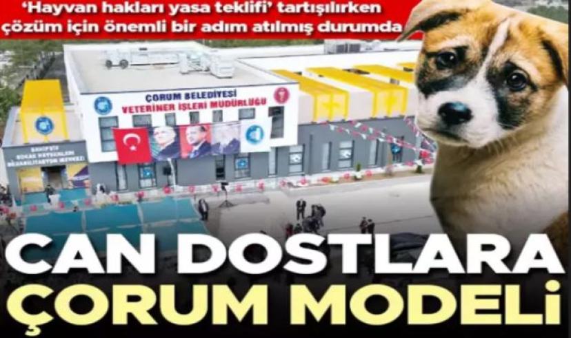 Çorum Sahipsiz Sokak Hayvanları Birliği kurdu