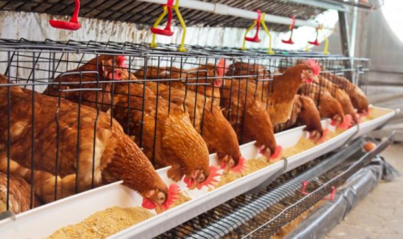 TÜİK açıkladı; Tavuk eti üretimi 204 bin 912 ton, tavuk yumurtası üretimi 1,79 milyar adet