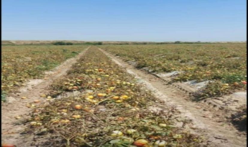 Çukurova’da sıcaklar zirvede; sebze ve meyveler yandı