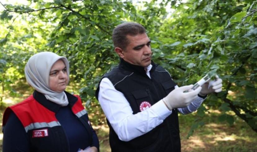 Düzce fındığının korunması için Samuray arısı doğaya salındı