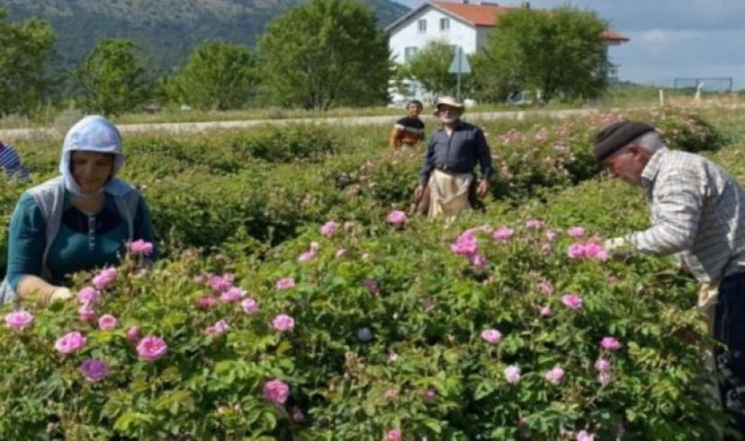 Isparta’da Gül kampanyası sona erdi