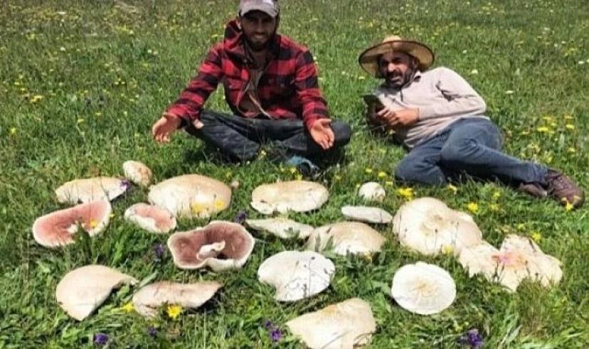 Ardahan’da mantar bereketi