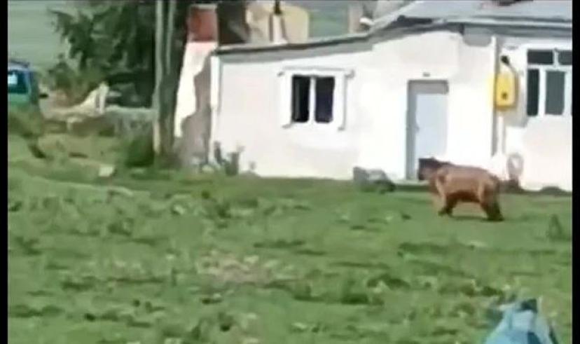 Ayı mahallede tur attı
