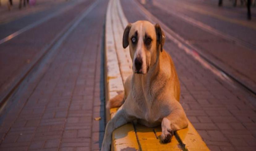Başıboş köpek kanun teklifinin ilk 3 maddesi kabul edildi