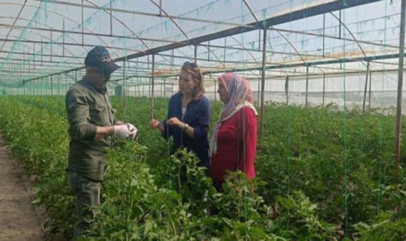 Deregümü’de 5 bin 200 adet feromon tuzak dağıtıldı