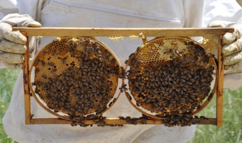 Kentte 240 ton bal üretiliyor