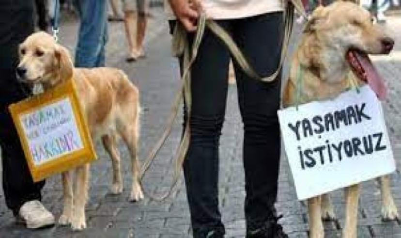 PALMCITYFEST sokak hayvanlarının yaşamlarına ışık tutacak