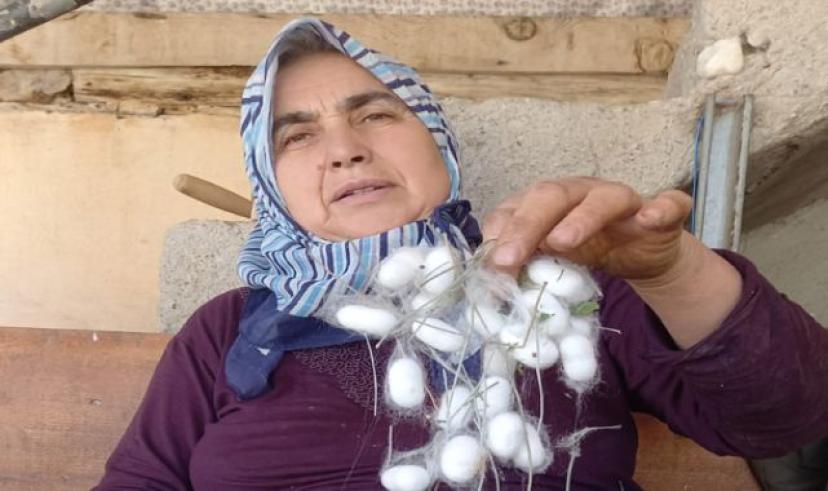 TARİHİ İEPKYOLU ÜZERİNDE İPEK KOZASI TOPLAMA ANI