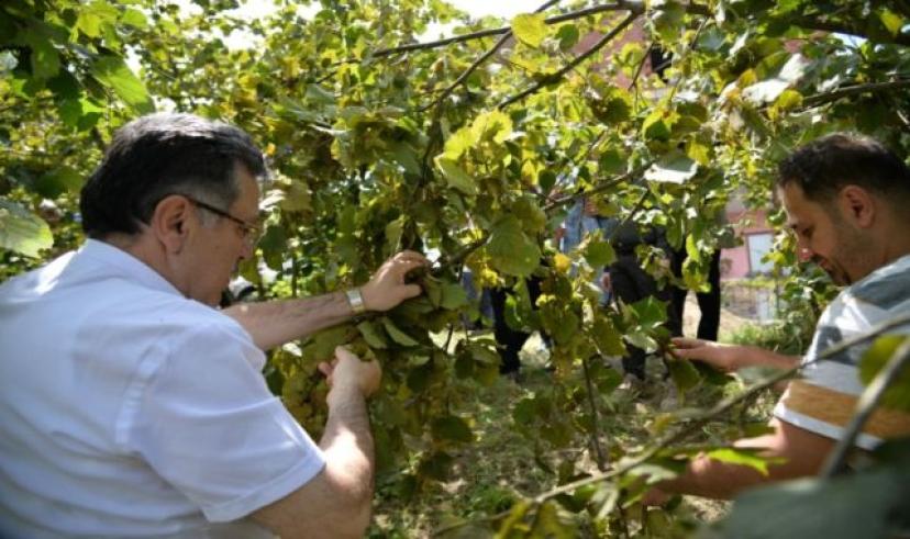 Başkan Genç üreticilerle buluşup fındık topladı