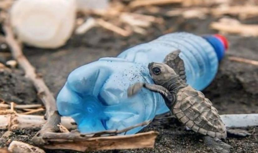 Caretta carettalar tehdit altında!
