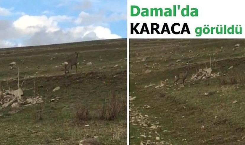 Damal’da Karaca görüldü
