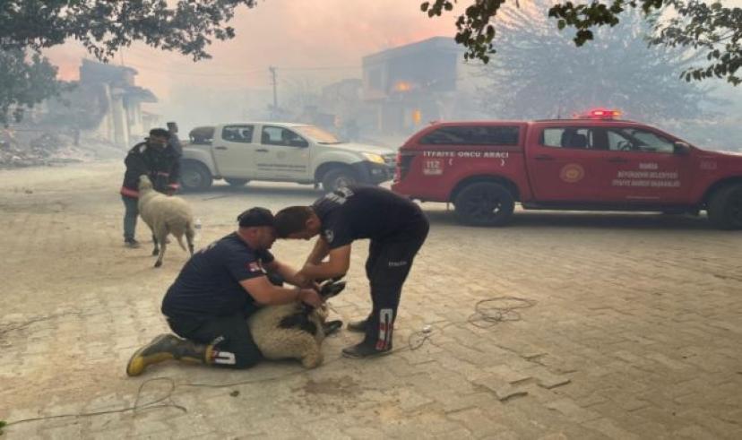 Manisa ve Uşak’taki orman yangınları kontrol altına alındı