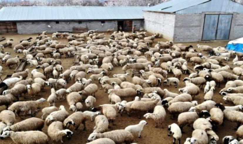 Türkiye’de kuzu ve oğlak desteklemeleri başlıyor: Hayvancılar için yeni fırsatlar