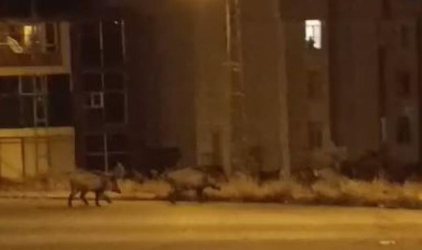 Aç kalan domuz sürüsü şehre indi