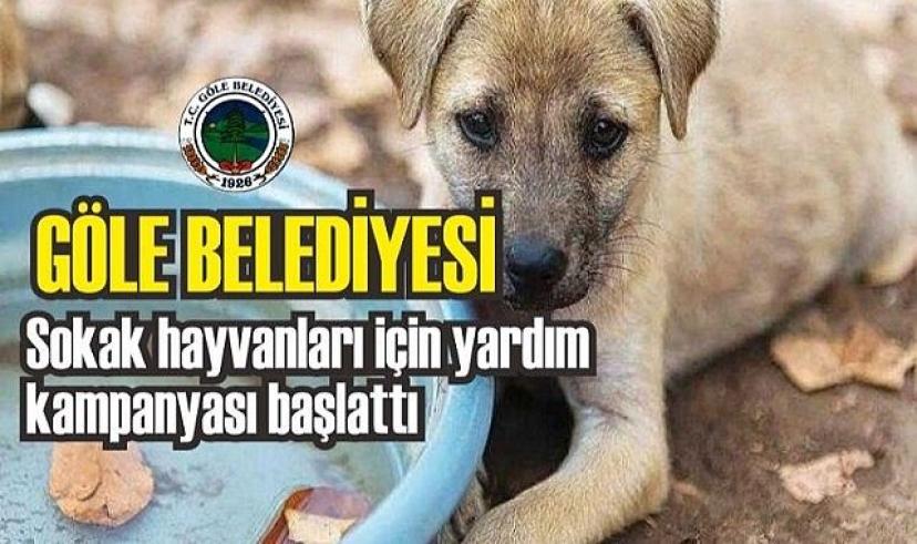 Göle Belediyesinden sokak hayvanlarına destek kampanyası