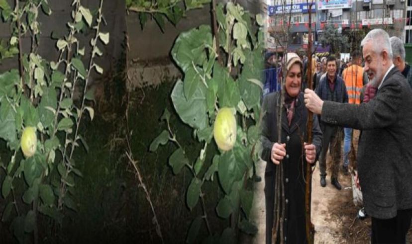 Isparta Belediyesi’nin dağıttığı fidanlar meyve vermeye başladı
