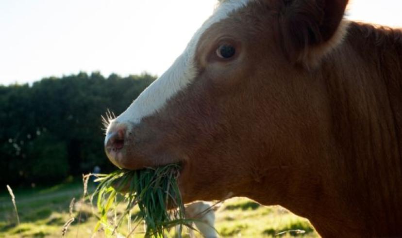 Milas’ta zeytinliklerde hayvan otlatma yasağı başladı
