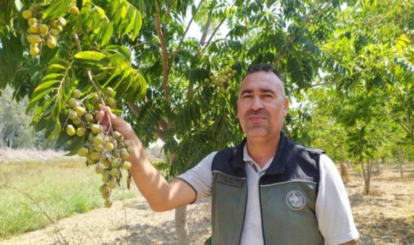 Orman Genel Müdürlüğü sıfır atık için tavsiye edilen sabun cevizini üretti