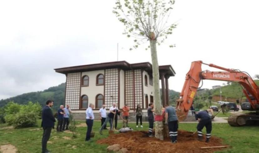 Rize’de 25 yıllık çınar ağacı toprakla buluştu