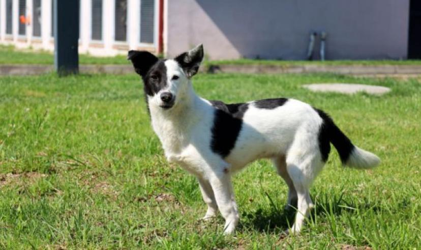 Sokaktaki can dostları Büyükşehir’in ‘Pati İzi’ projesiyle sıcak yuvaya kavuşuyor