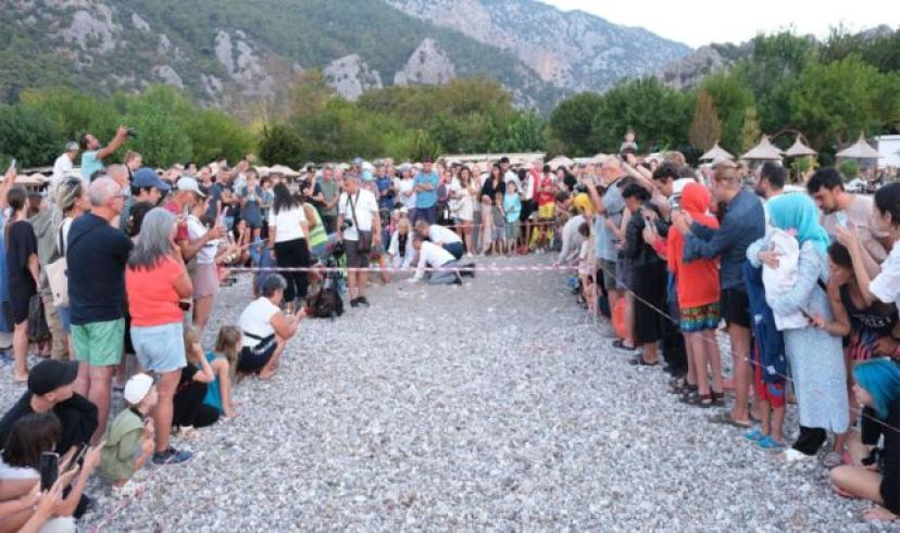 Son caretta caretta yuvaları açıldı