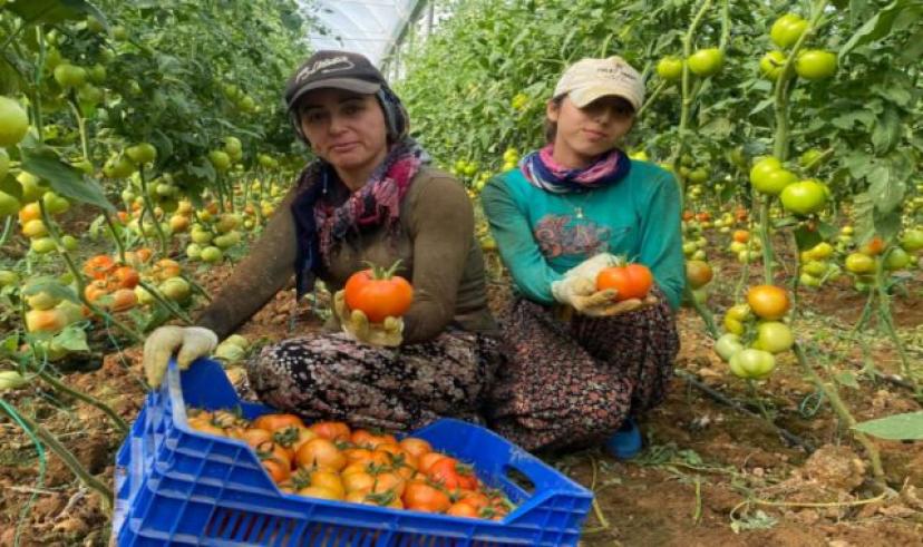Antalya’da ilk domates hasatları gelmeye başladı