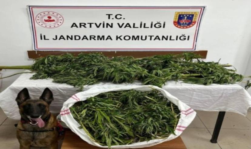 Artvin’de 16 kilo esrar yakalandı: 1 zanlı tutuklandı
