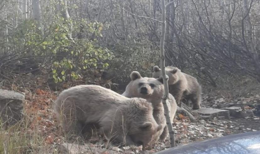 AYILAR HEYECAN YARATTI