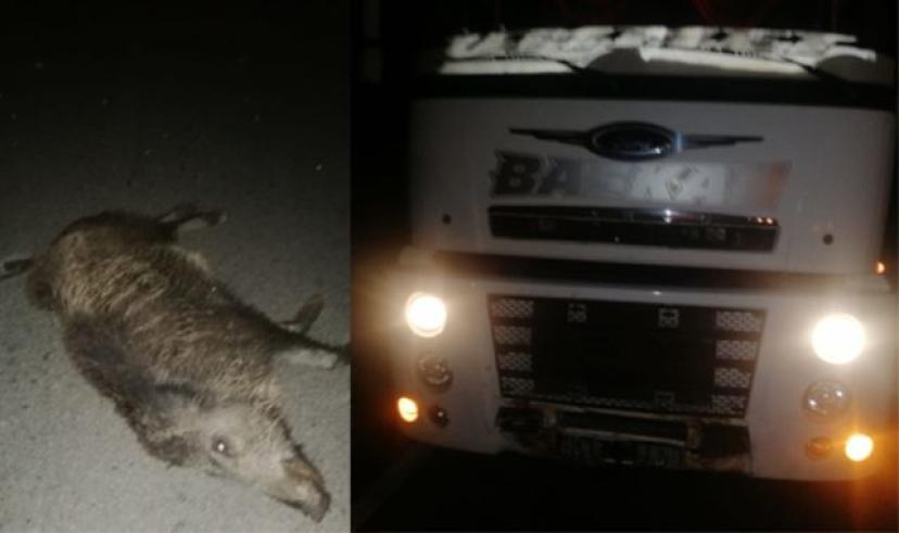 Beypazarı şoförler ve otomobilciler odası başkanı Ömer Ercan: “yollarda sürekli yaban hayatı canlıları ile karşılaşıyoruz”