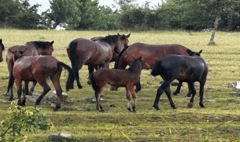 Beypazarı’nda yılkı atlarını yakalayan şahıslar gözaltına alındı