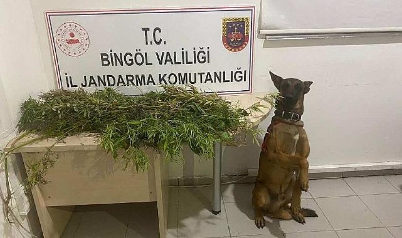 Bingöl’de Uyuşturucu ve Suçlular Yakalandı – Asayiş – Çapakcur Gazetesi | Bingöl Son Dakika Haberleri