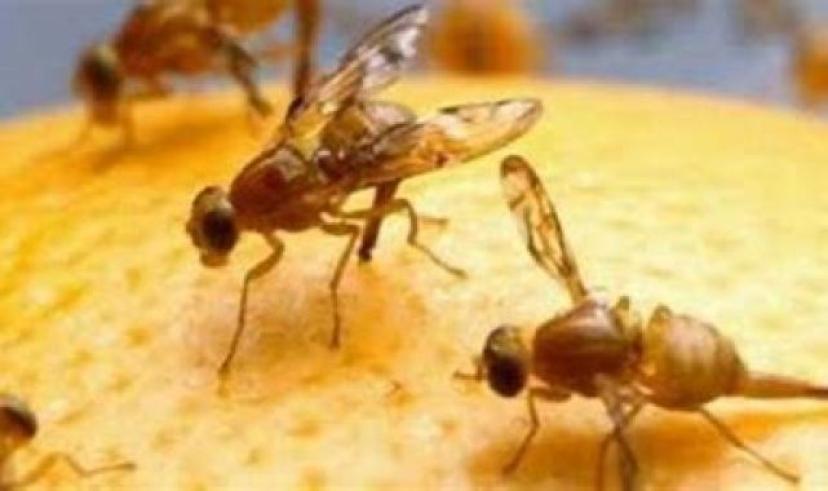 Fethiye’de Akdeniz Meyve Sineği ile mücadele – MUĞLATÜRK