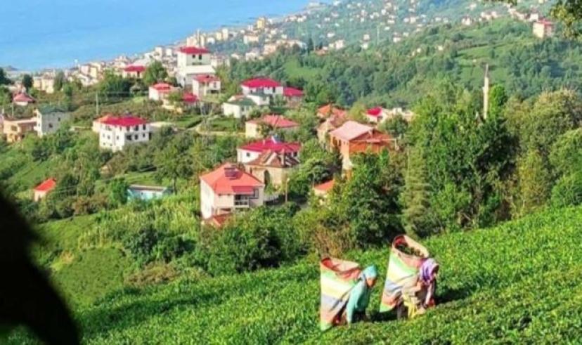 Giresun Eynesil’de yaş çay 4. sürgünde alımları devam edecek