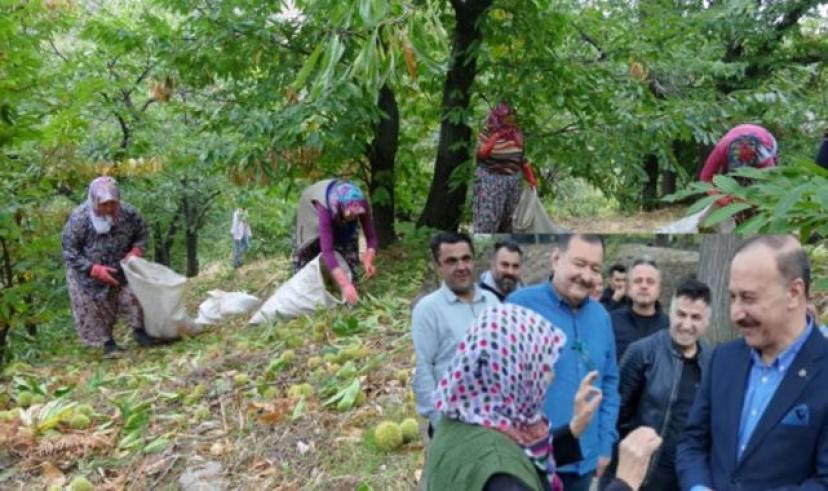 Isparta’da kestane sezonu başladı