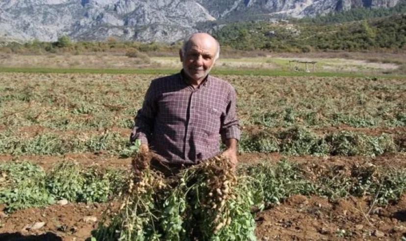 Isparta’da yer fıstığı hasadı devam ediyor