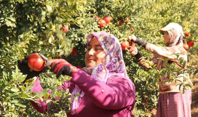 Nar bolluğu çetin bir kışın habercisidir