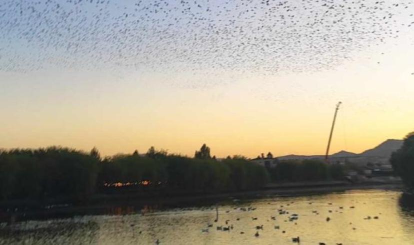 Nevşehir’de kırlangıçların göçü başladı