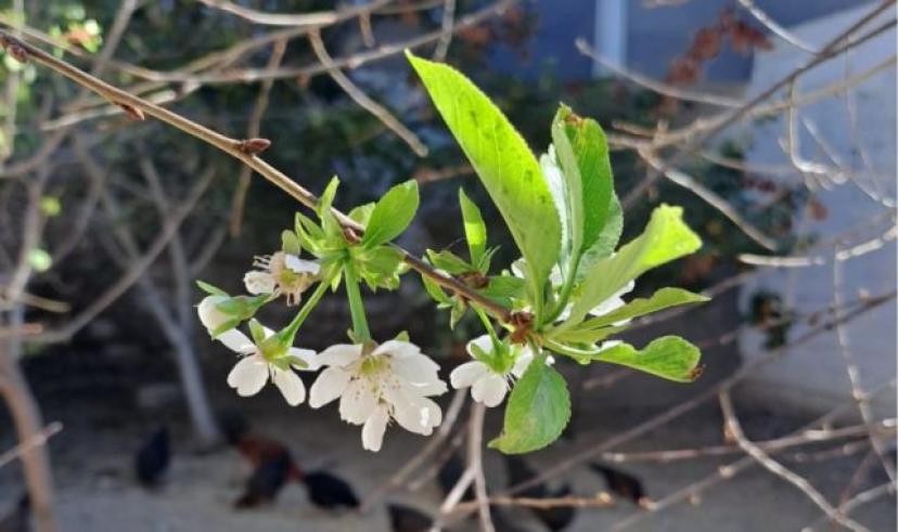 Nevşehir’de Vişne ağacı Ekim ayında çiçek açtı
