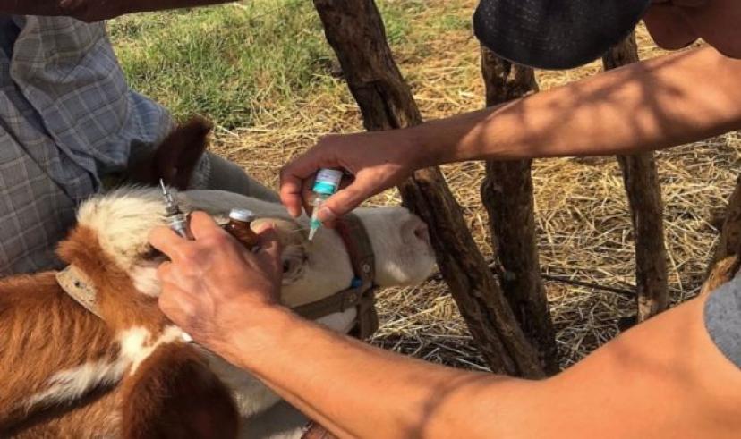 Şap hastalığıyla mücadele ve aşılama çalışmaları devam ediyor