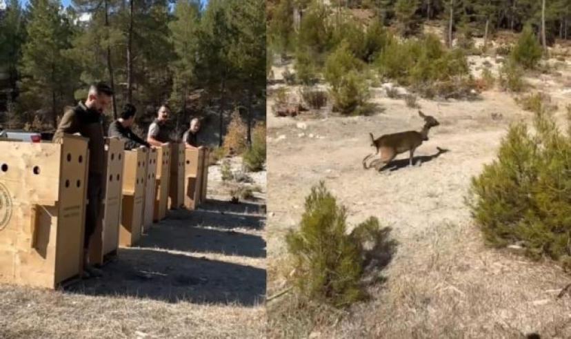 Antalya’da 8 dişi alageyik yeni yaşam alanlarına kavuştu