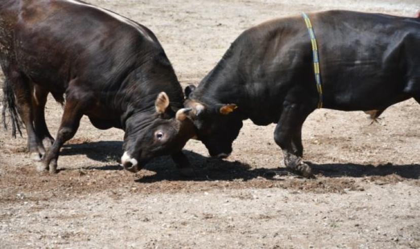 Bağdamları Boğa Güreşi Festivali 24 Kasım tarihinde Milas’ta olacak