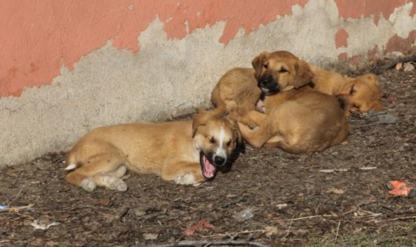 Beypazarı Belediye Başkanı Dr. Özer Kasap: Hayvan barınağını daha modern hale getireceğiz