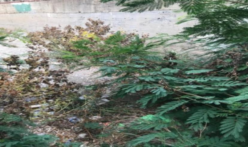 Bodrum Söğütlü Deresi temizlenmiyor… Tepkiler artıyor!