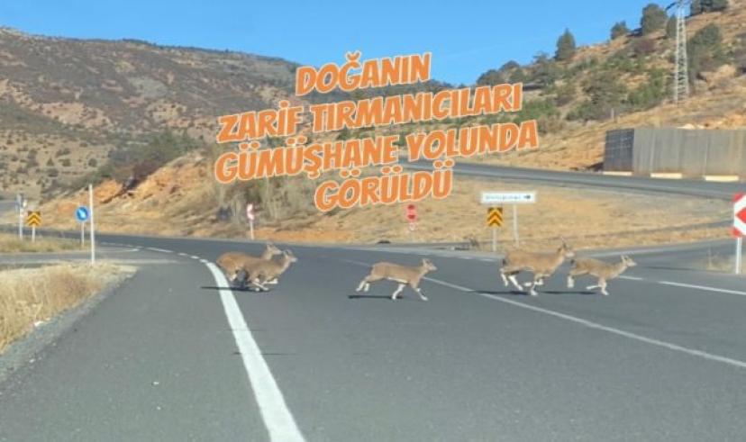 Doğanın zarif tırmanıcıları Gümüşhane yolunda görüldü