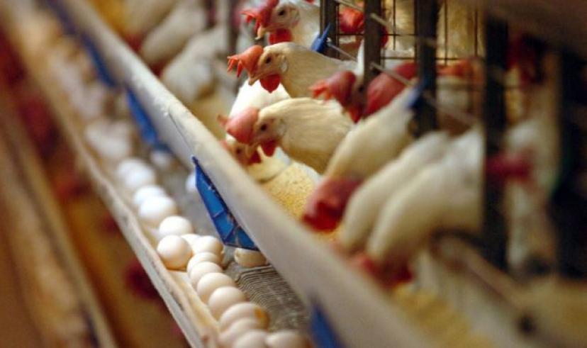 Eskişehir’de 5 mahalleye ‘kuş gribi’ karantinası